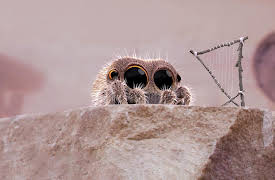 Lucas the Spider Shorts: Meet the Boop Troop, Season 1: Arlo's Lullaby