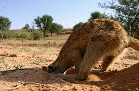 Meerkat Manor: An Awfully Big Adventure