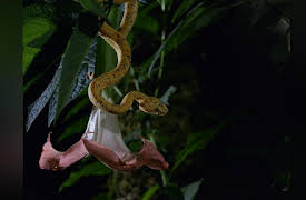 Dead by Dawn Season 1: Stranger Things