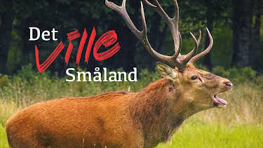 04:10: Det ville Småland | NRK 2 | 4/20 2026