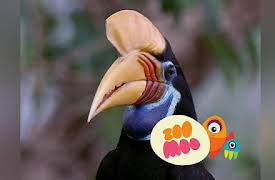 Growing Up: Hornbills