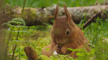 4:50 PM: Loch Lomond: A Year in the Wild (S1 E2) (S1) | Channel 5 | 6/6 2026