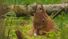 Loch Lomond: A Year in the Wild (S1 E2)