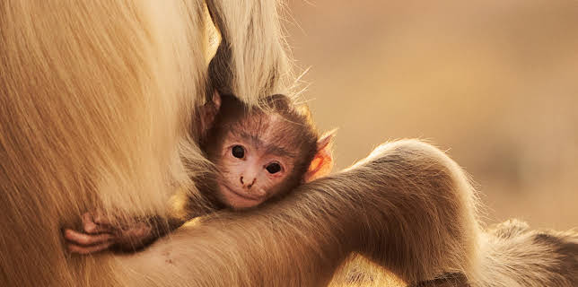 16:35: Ville familier: Det største eventyret | NRK 1 | 1/3 2026