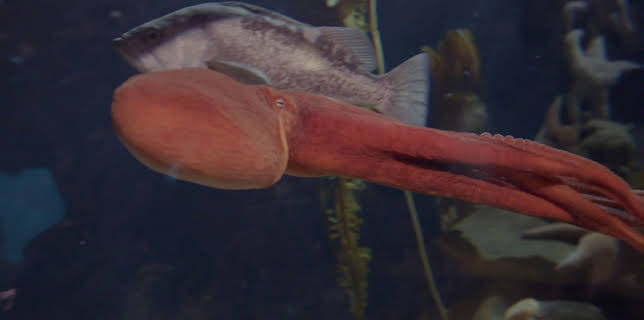 14:00: The Aquarium (S1 E6) (S1) | Animal Planet | 11/16 2025