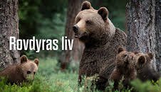 Rovdyras liv