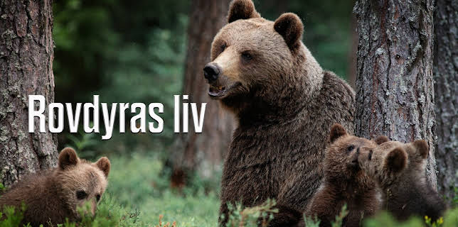 22:55: Rovdyras liv | NRK 3 | 10/28 2025