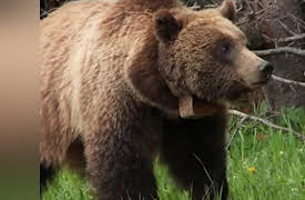 Wild Photo Adventures: Spring Grizzly Bears