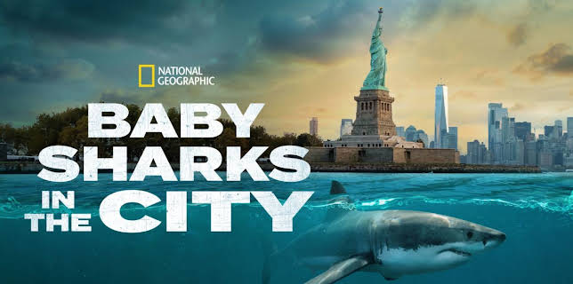 Baby Sharks in the City (2024)