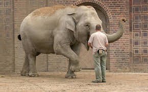 Elefant, Tiger & Co.