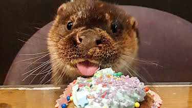 11:15: Oteren Svenn: Bursdag | NRK Super | 4/4 2026