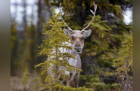 Nature's Great Race Season 1: Caribou