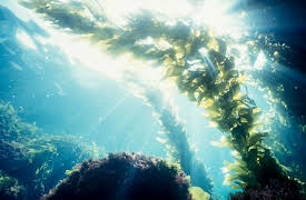 A New History of Life: Making the Break for Land