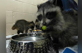 City Wildlife Rescue: Skunky Business