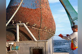 Pitchin' In: Shrimp