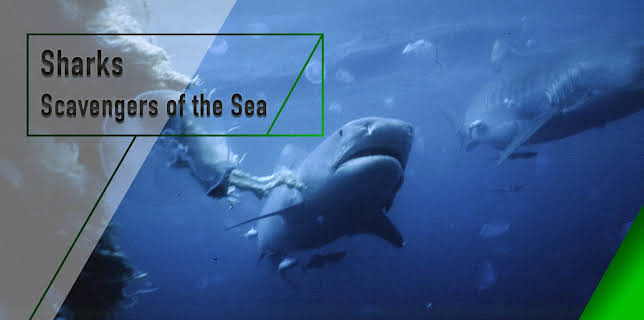Sharks - Scavengers of the Sea (2003)