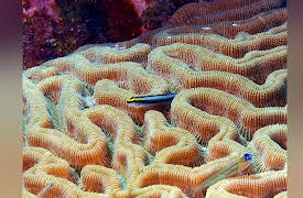 Ocean Parks: Bonaire National Marine Park