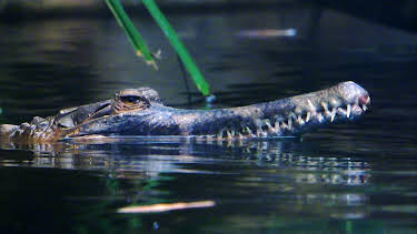 14:25: Elefant, Tiger & Co. | MDR Fernsehen | 5/6 2026