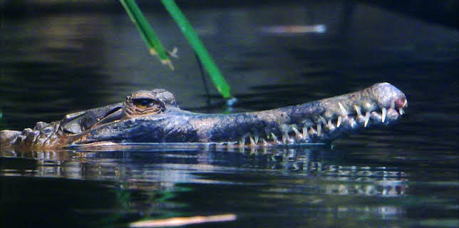 10:35: Elefant, Tiger & Co. (307) | MDR Fernsehen | 1/29 2026