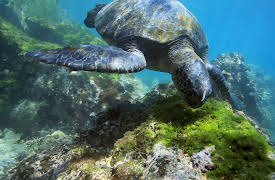 Race of Life: Reptiles