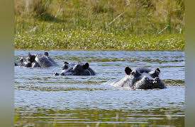 Africa's Wild Horizons: The Kalahari