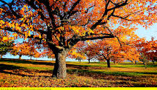 Die zauberhaften Vier