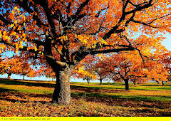 Die zauberhaften Vier