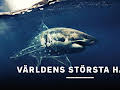 Världens största hajar