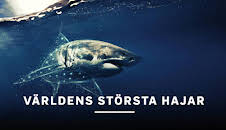 Världens största hajar