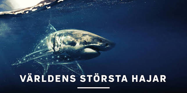 21:00: Världens största hajar | Kunskapskanalen | 1/3 2026
