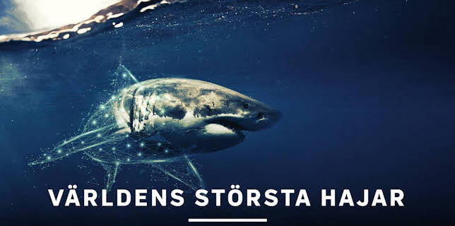 Världens största hajar