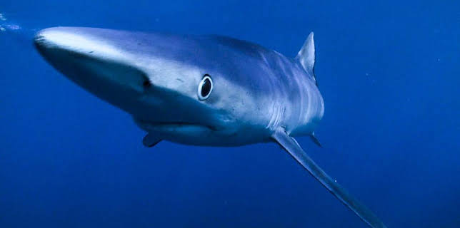 6:55 PM: Shark Bites (S1) | CBBC | 11/14 2025