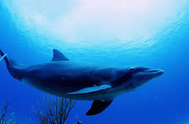 Animal DNA: Aquatic Diversity