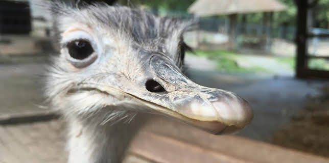 06:20: Giraffe, Erdmännchen & Co. (141) | HR Fernsehen | 12/29 2025