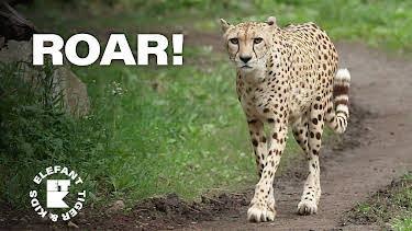 19:50: Elefant, Tiger & Kids: Zoo-Praktikum backstage | MDR Fernsehen | 4/6 2026