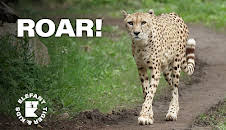 Elefant, Tiger & Kids: Zoo-Praktikum backstage