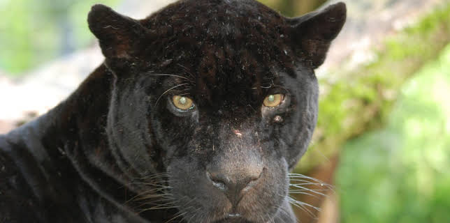 13:50: Nashorn, Zebra & Co. | WDR Fernsehen | 11/18 2025