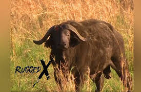 Rugged Expeditions with J Alain Smith: Killer Nile Buffalo of Uganda
