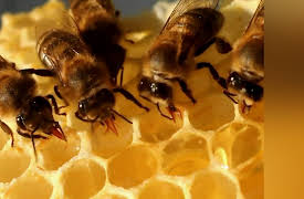 How Do Animals Do That? Season 1: Space Bugs and Squirrel Mind Maps