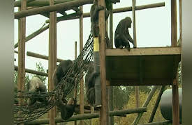 Monkey Life: Monkey Life  12