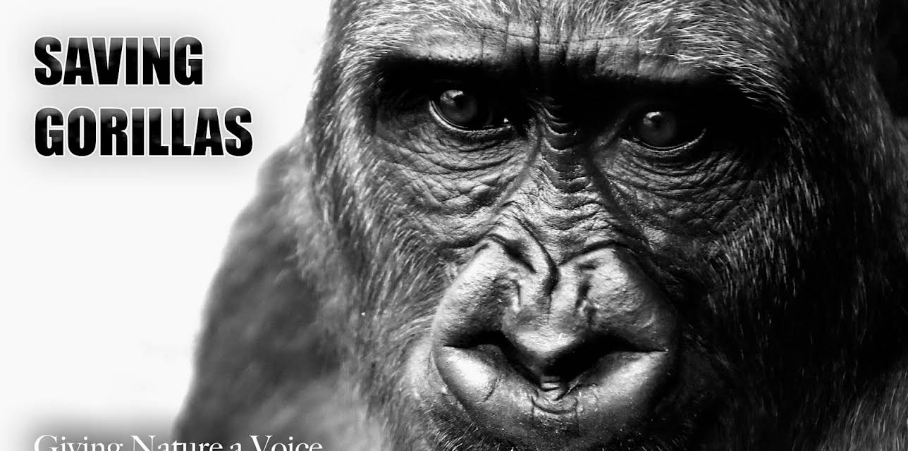 Saving Gorillas - Giving Nature a Voice (2019)