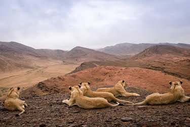 17:45: Die Wüstenlöwen der Namib - Aufbruch und Wiederkehr | 3SAT | 10/7 2026