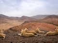 Die Wüstenlöwen der Namib - Auf den Spuren der Könige