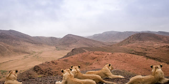 16:45: Die Wüstenlöwen der Namib - Auf den Spuren der Könige | 3SAT | 12/5 2025