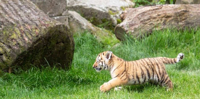 05:50: Giraffe, Erdmännchen & Co. (179) | HR Fernsehen | 2/23 2026