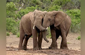 How Do Animals Do That? Season 1: Elephant Noses and Ancient Animals