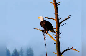 America's 58 National Parks: Olympic