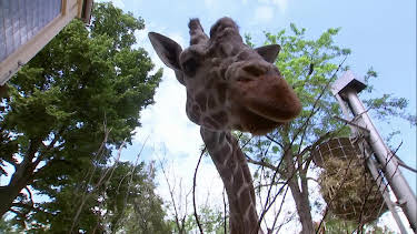 05:50: Giraffe, Erdmännchen & Co. (282) | HR Fernsehen | 7/23 2026