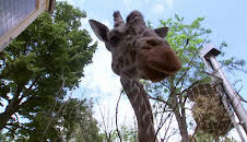 Giraffe, Erdmännchen & Co. (282)