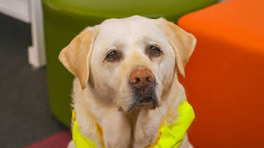 1:25 PM: Dog Squad (S2) | Cbeebies | 2/4 2026